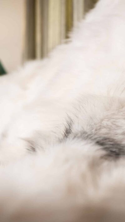 Matera | Real Luxurious Norwegian Saga Artic Marble  Fox Fur Blanket–Throw